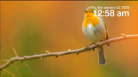 Birds Screensaver on Roku