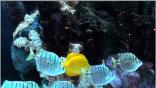 Fish Tank on Roku