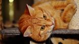 Frisky Kittens Roku screensaver