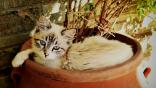 Frisky Kittens Roku screensaver