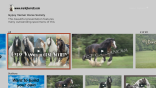 Gypsy Vanner Horse Channel on Roku