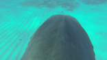 Shark TV Roku channel