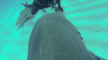 Shark TV Roku channel