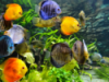 Aquarium Free - Aquatic Peaceful videos